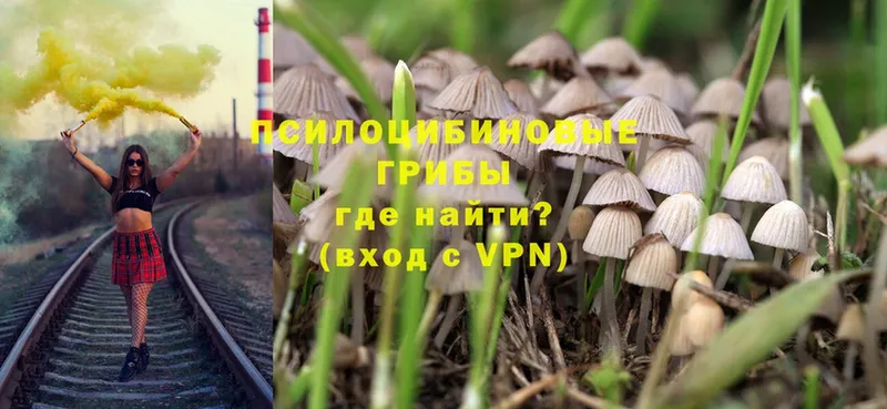 Псилоцибиновые грибы Psilocybe  Адыгейск 